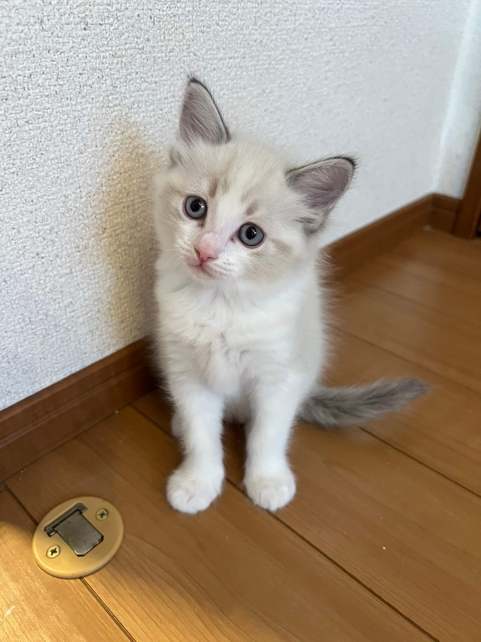 kitty-thumbnail