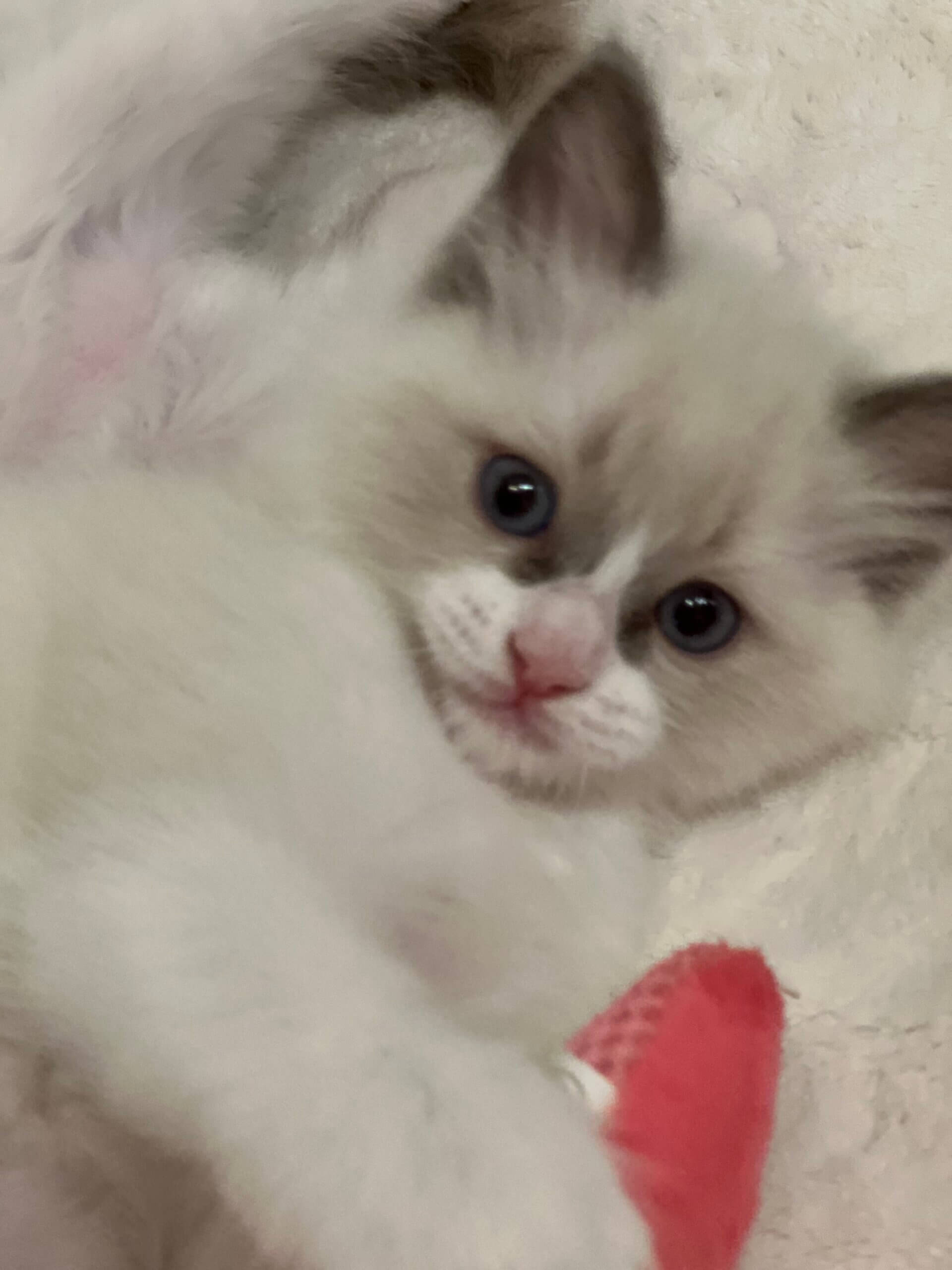 kitty-thumbnail