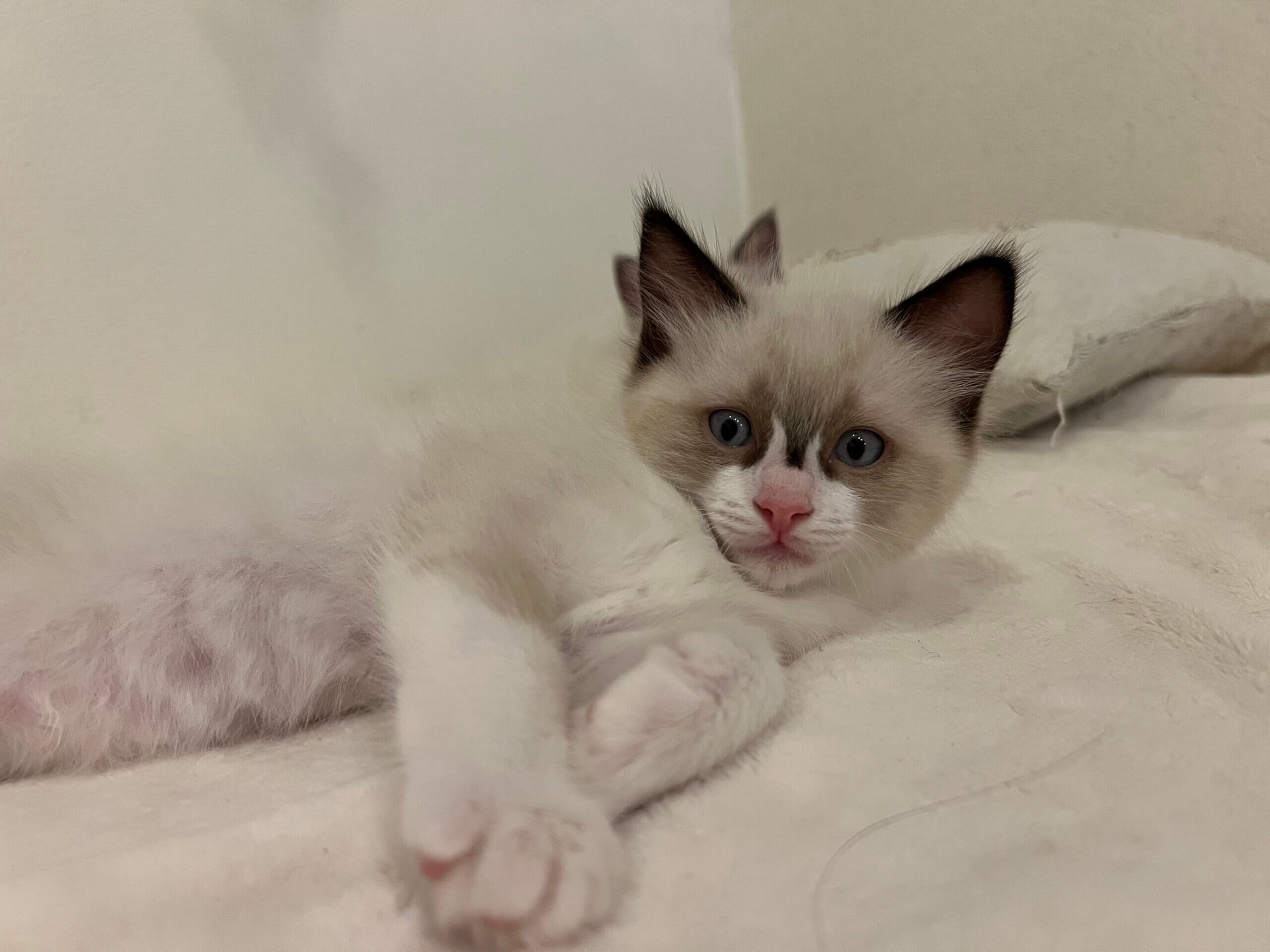 kitty-thumbnail
