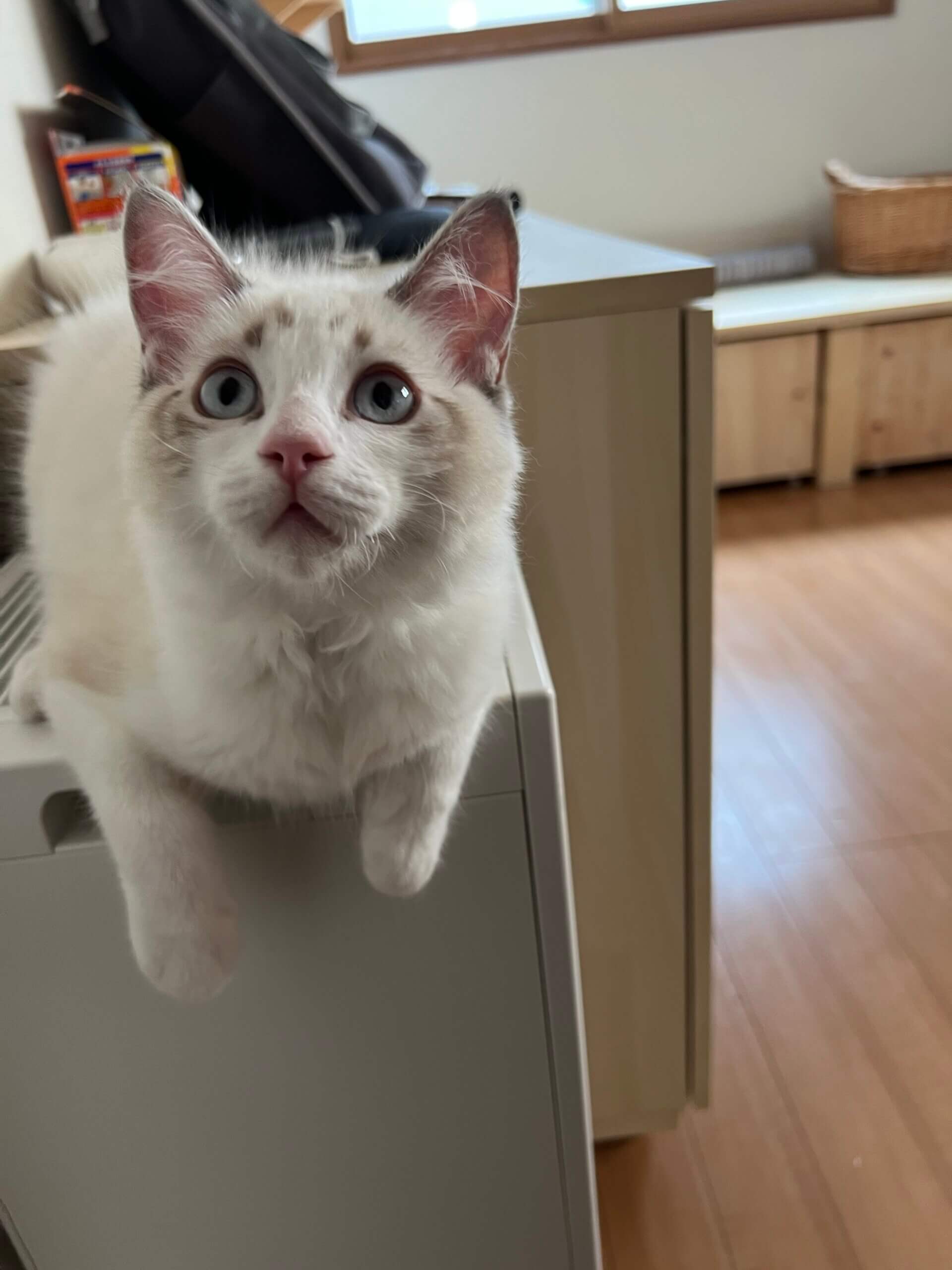 kitty-thumbnail