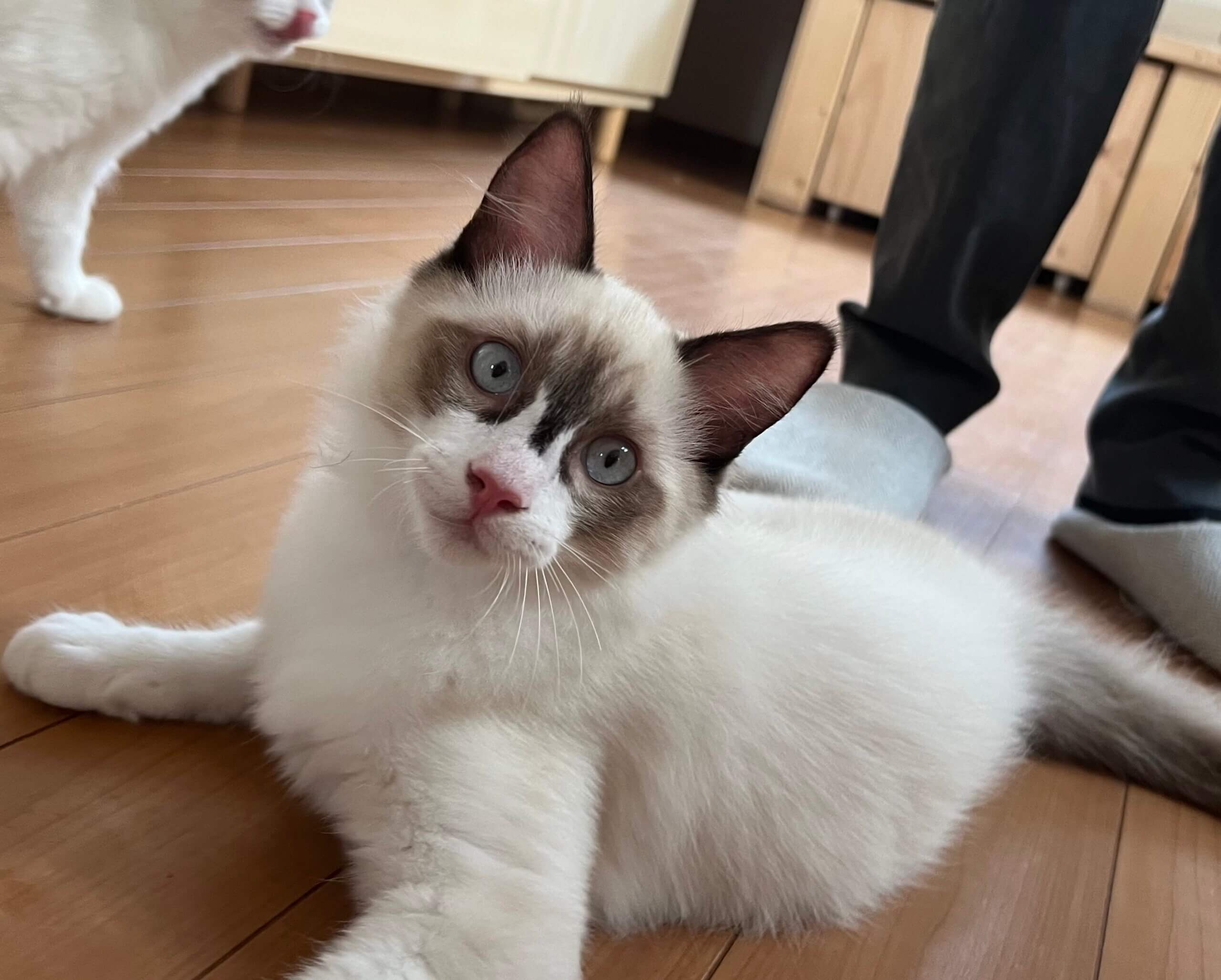 kitty-thumbnail